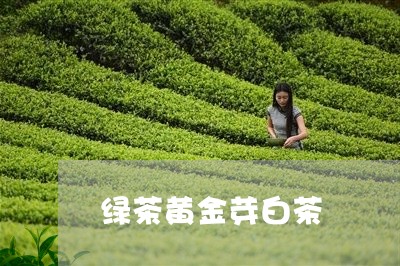 绿茶黄金芽白茶/2023060834028