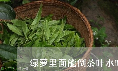 绿萝里面能倒茶叶水吗/2023092325159