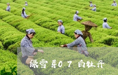 绿雪芽07白牡丹/2023090679416