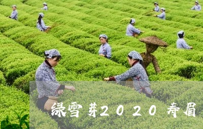 绿雪芽2020寿眉/2023120470403