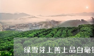 绿雪芽上善上品白毫银针/2023092481516