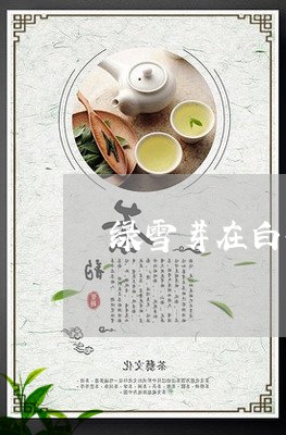 绿雪芽在白茶里边排名第几/2023110997461