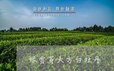 绿雪芽大方白牡丹/2023090561804