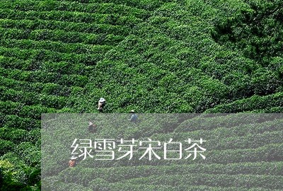 绿雪芽宋白茶/2023052351928