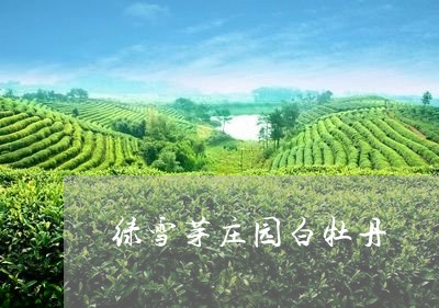 绿雪芽庄园白牡丹/2023090646370