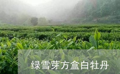 绿雪芽方盒白牡丹/2023090552517