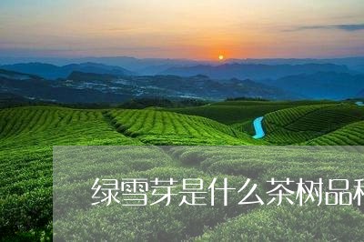 绿雪芽是什么茶树品种/2023092060814