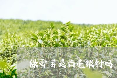 绿雪芽是白毫银针吗/2023091492845