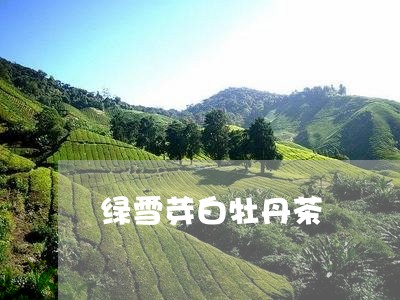 绿雪芽白牡丹茶/2023060875137