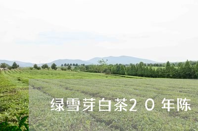 绿雪芽白茶20年陈/2023121530593