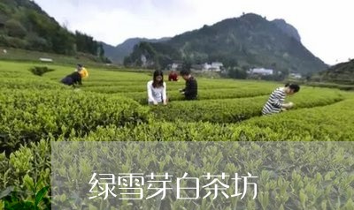 绿雪芽白茶坊/2023052336049