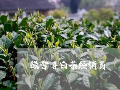 绿雪芽白茶经销商/2023071291737