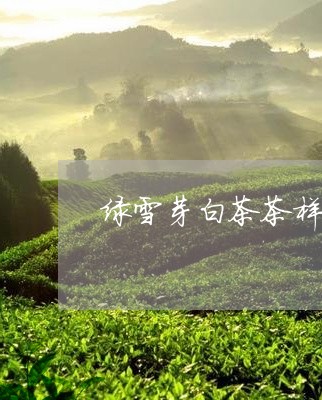 绿雪芽白茶茶样/2023060861504