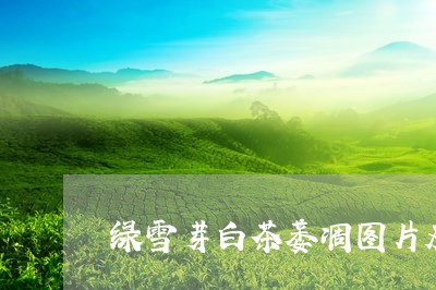 绿雪芽白茶萎凋图片及价格/2023110952715