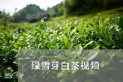 绿雪芽白茶视频/2023060847161