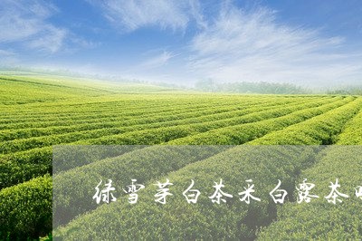 绿雪芽白茶采白露茶吗好吗/2023042651726