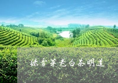 绿雪芽老白茶明道/2023071204282