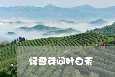 绿雪芽问叶白茶/2023060816359