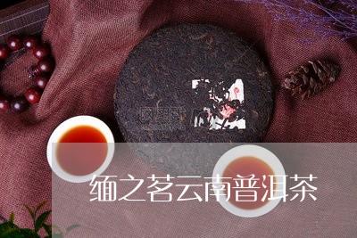 缅之茗云南普洱茶/2023112612684