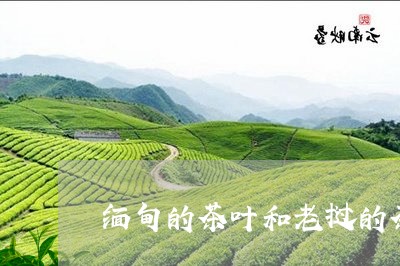 缅甸的茶叶和老挝的茶叶比较/2023052658482