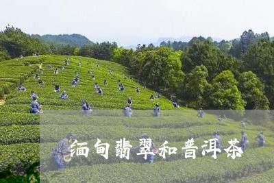 缅甸翡翠和普洱茶/2023101667351