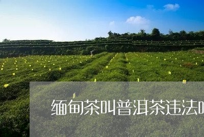 缅甸茶叫普洱茶违法吗/2023120684951