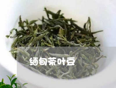 缅甸茶叶豆/2023041770225