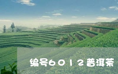 编号6012普洱茶/2023091583848