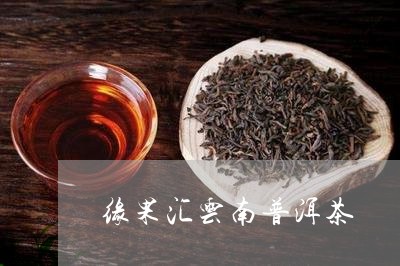 缘果汇云南普洱茶/2023101692604