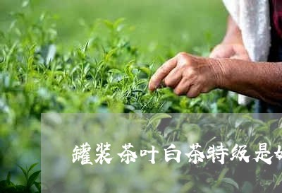 罐装茶叶白茶特级是好的吗/2023110906370