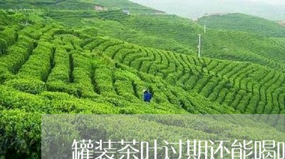 罐装茶叶过期还能喝吗/2023092302797