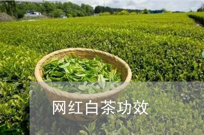 网红白茶功效/2023052275837