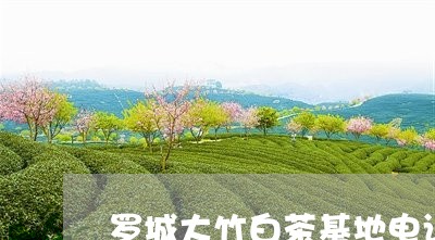 罗城大竹白茶基地电话地址/2023110980904