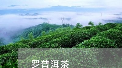 罗普洱茶/2023083102815