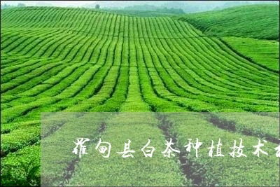 罗甸县白茶种植技术和管理/2023110976159