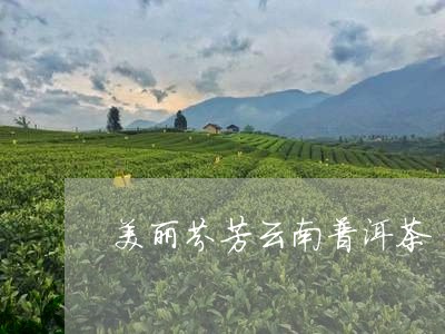 美丽芬芳云南普洱茶/2023101650507