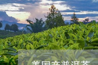 美国产普洱茶/2023042798373