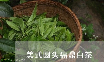 美式圆头福鼎白茶/2023070898495