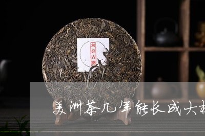 美洲茶几年能长成大树/2023071670606