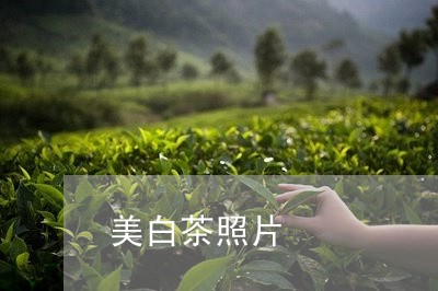 美白茶照片/2023051171614