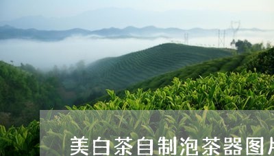 美白茶自制泡茶器图片欣赏/2023111071613