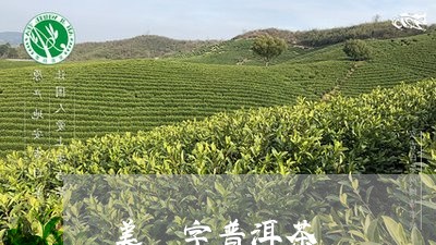 美術字普洱茶/2023042585739