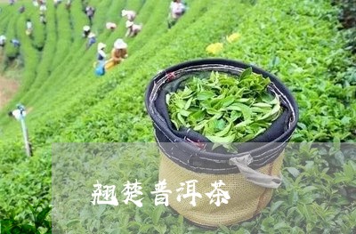 翘楚普洱茶/2023090526030