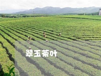 翠玉茶叶/2023090195937