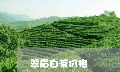 翠眉白茶价格/2023052231615