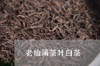 老仙蒲茶叶白茶/2023060984626