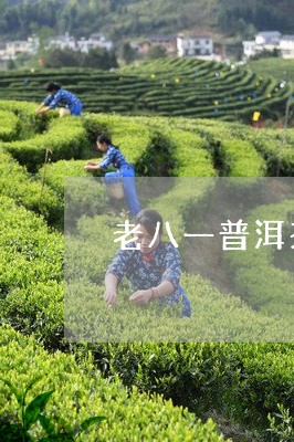 老八一普洱茶饼多少钱/2023072355826