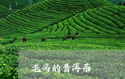 老冯的普洱茶/2023042572897