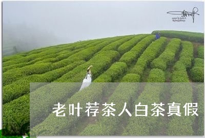 老叶荐茶人白茶真假/2023082629340