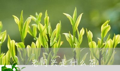 老同兴是什么茶/2023042956145